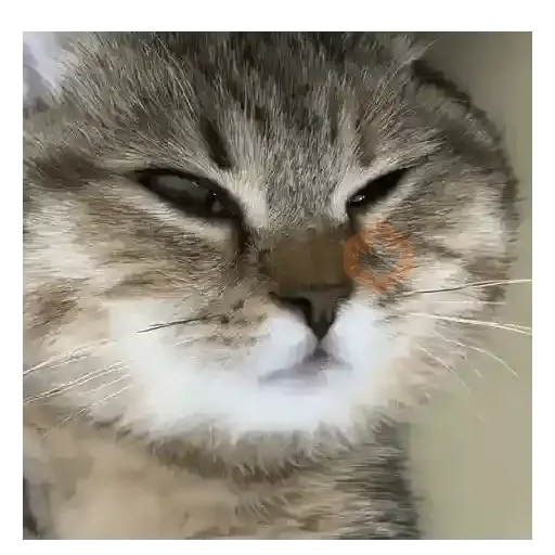 Moods Reacciones de Gatos 😺😜 sticker 11