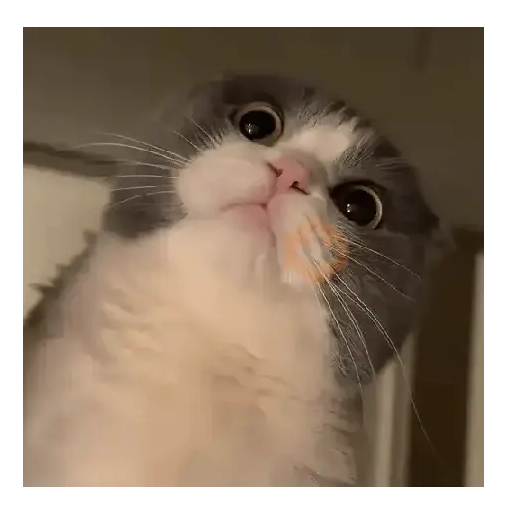Moods Reacciones de Gatos 😺😜 sticker 14