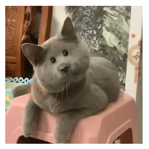 Moods Reacciones de Gatos 😺😜 sticker 16
