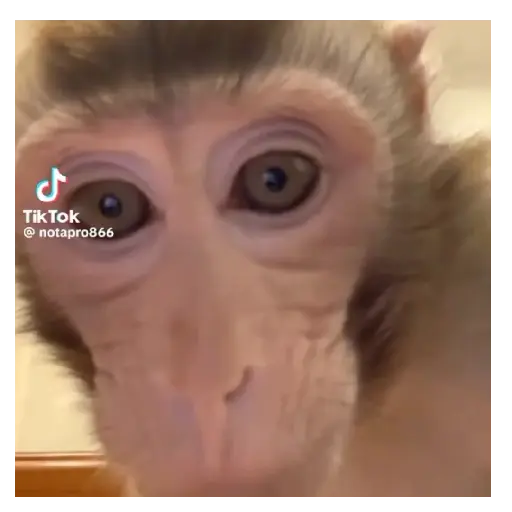 Moods Reacciones de Monos 🐒🙈 sticker 11