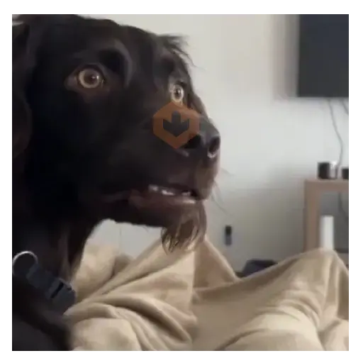 Moods Reacciones de Perros 🐶😁 sticker 13