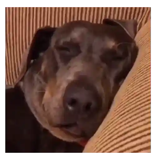 Moods Reacciones de Perros 🐶😁 sticker 14