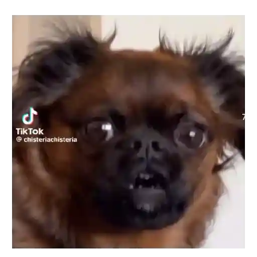 Moods Reacciones de Perros 🐶😁 sticker 16