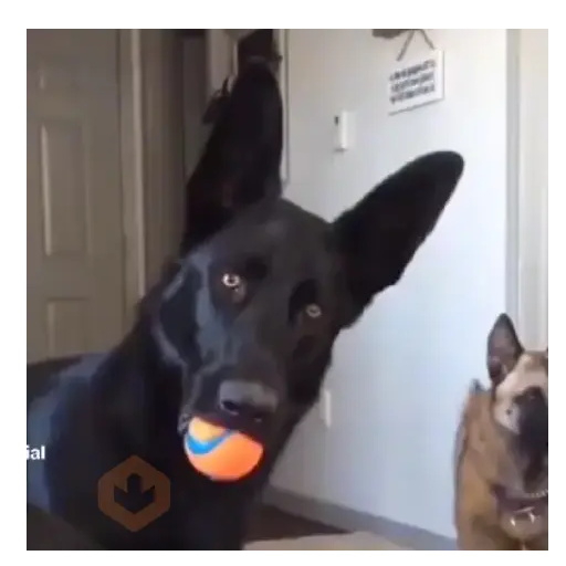 Moods Reacciones de Perros 🐶😁 sticker 12
