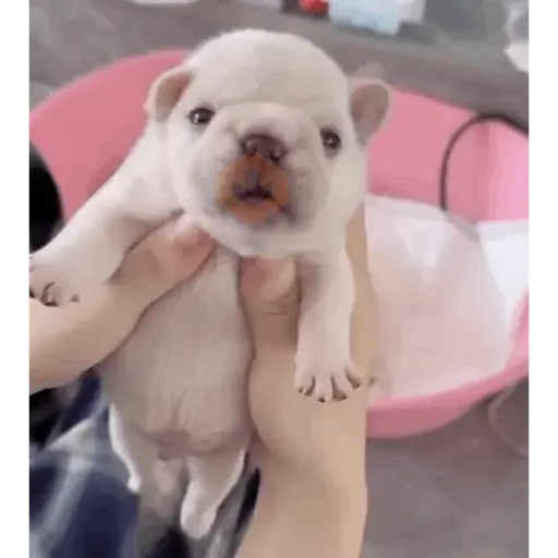 pibbles m&e sticker 18