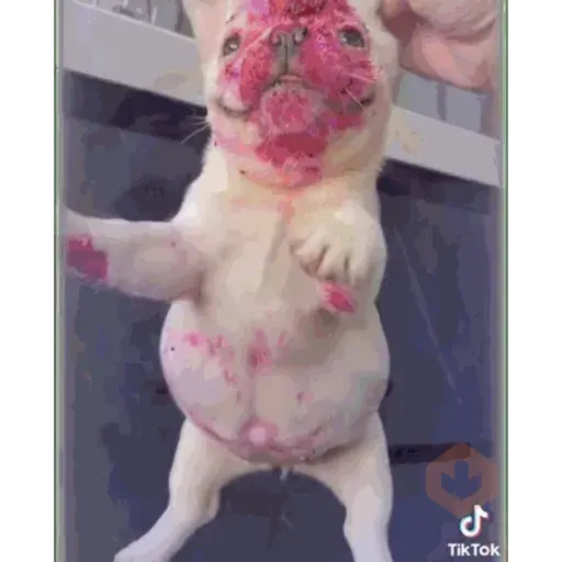 pibbles m&e sticker 21