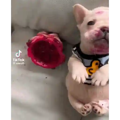 pibbles m&e sticker 16