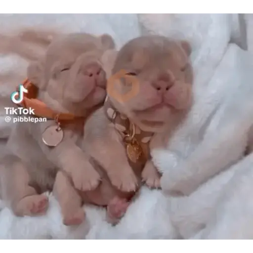pibbles m&e sticker 13