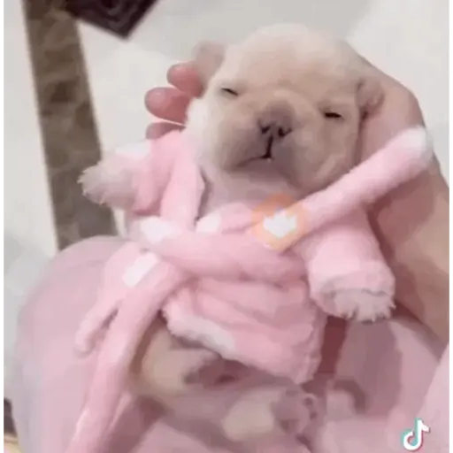 pibbles m&e sticker 14
