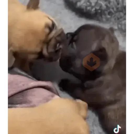 pibbles m&e sticker 11