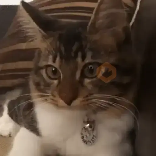 Gatos Molestos🤬 sticker 11