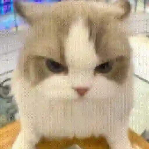 Gatos Molestos🤬 sticker 16