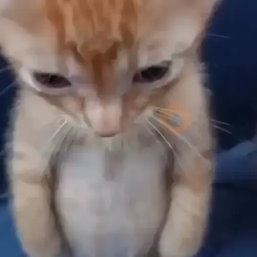 gatinho| gato | cat sticker 11