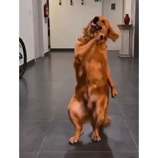 TikTok sticker 15