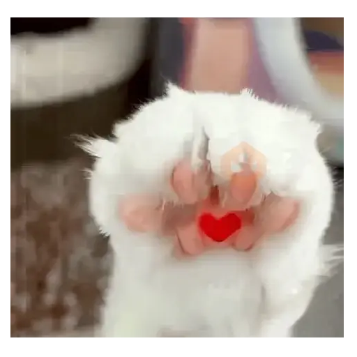 Gatos Pura Ternura 😍❤️ sticker 11