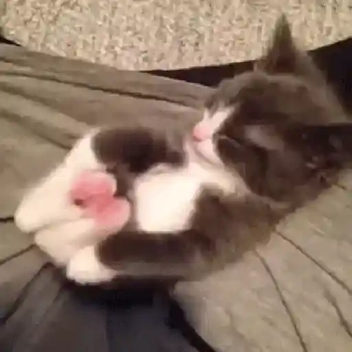 🐱😍💗 GATINHOS FOFOS 💗😍🐱 sticker 29