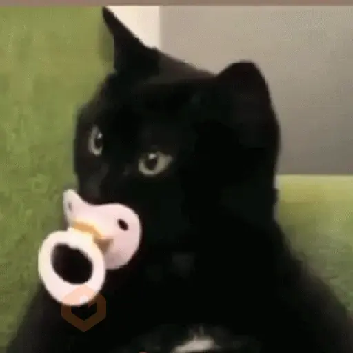 🐱😍💗 GATINHOS FOFOS 💗😍🐱 sticker 12