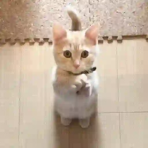 🐱😍💗 GATINHOS FOFOS 💗😍🐱 sticker 11