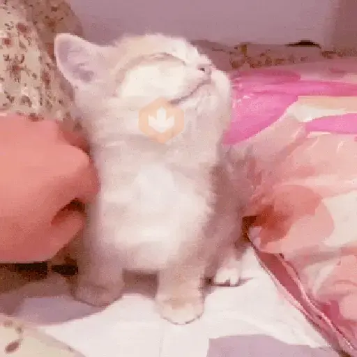 🐱😍💗 GATINHOS FOFOS 💗😍🐱 sticker 18