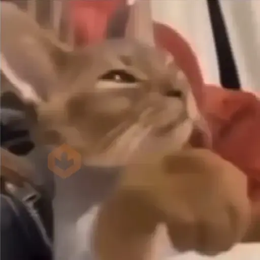 Animated Cats sticker 16