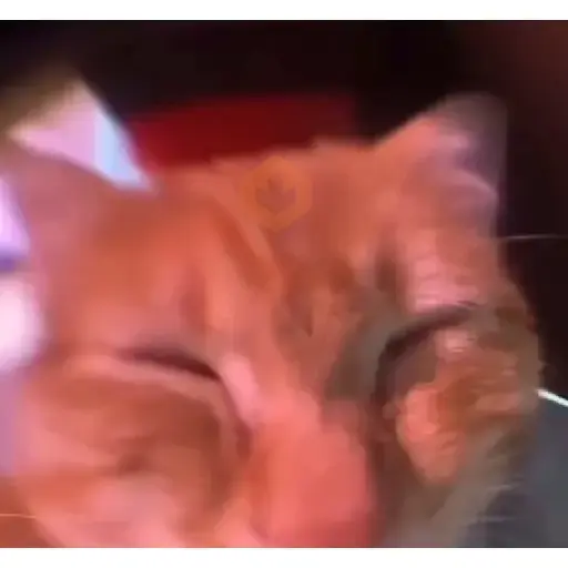 Animated Cats sticker 13