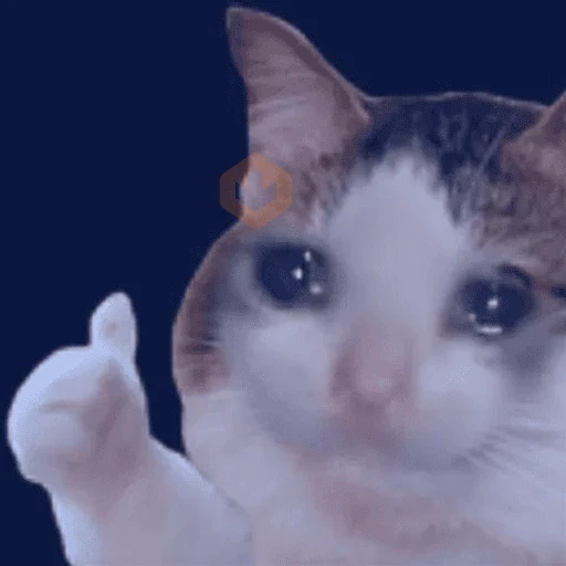 Gato meme 🤌🏼 sticker 18