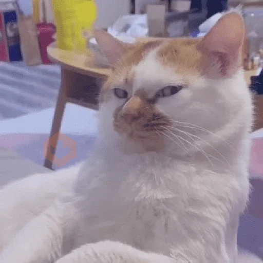 Gato meme 🤌🏼 sticker 22
