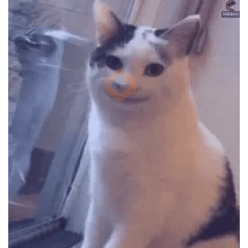 Gato meme 🤌🏼 sticker 13