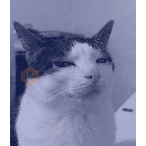 Gato meme 🤌🏼 sticker 20