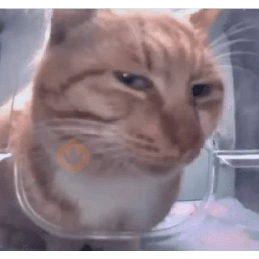 Gato meme 🤌🏼 sticker 24