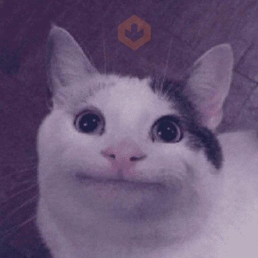 Gato meme 🤌🏼 sticker 23