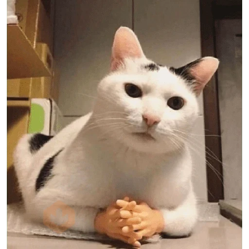 Gato meme 🤌🏼 sticker 12