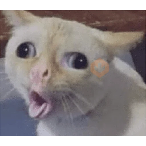 Gato meme 🤌🏼 sticker 11