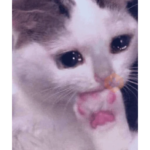 Gato meme 🤌🏼 sticker 17