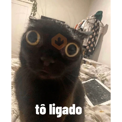 gatos sticker 13