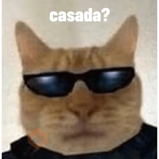 gatos sticker 12