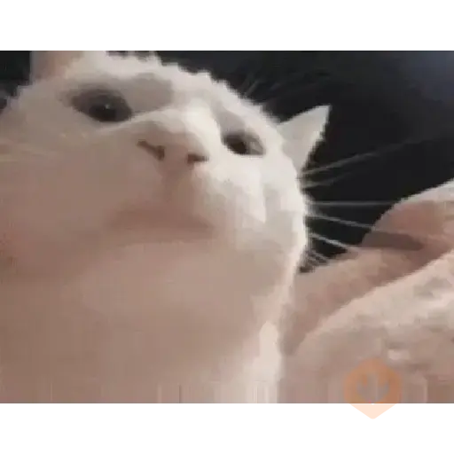 Cats Animated sticker 21