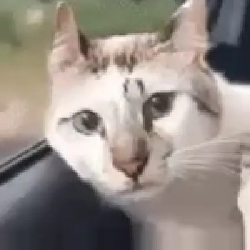 Cats Animated sticker 13