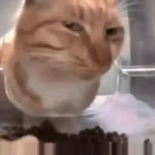 Cats Animated sticker 12