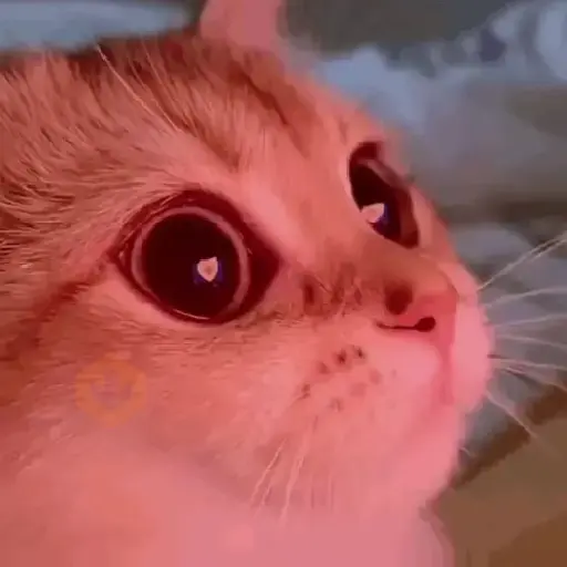 Cats Animated sticker 19