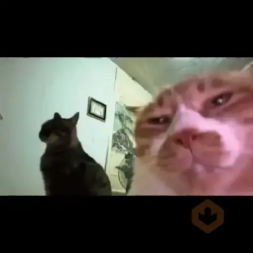 Gatos xd sticker 21