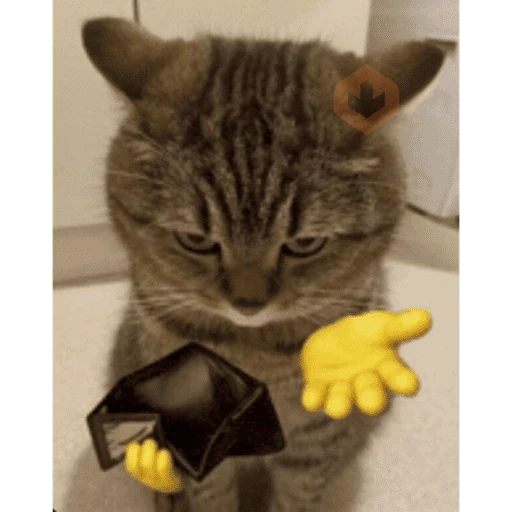 Gatos sticker 15