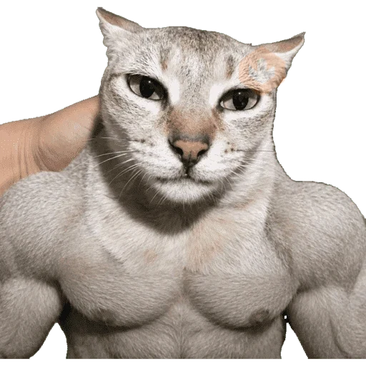 Gatos sticker 15