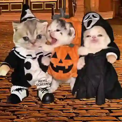 Chumbala 🎃🐾Gatos TIKTOK 📲 sticker 12