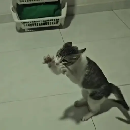 GATOS RANDOM - PARTE 90 sticker 26