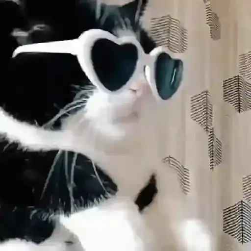 GATOS RANDOM - PARTE 90 sticker 14