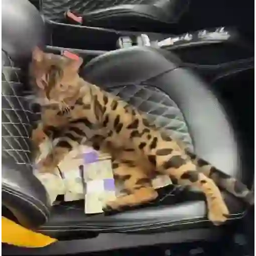 GATOS RANDOM - PARTE 90 sticker 17