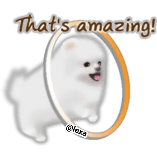 🌼WHITE baby DOG🐶 