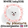 🌼WHITE baby DOG🐶 