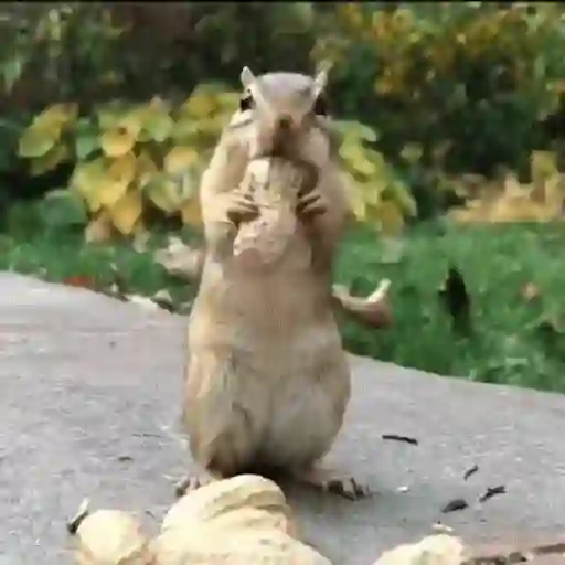Ardilla volando🐿️👋🏻 TIKTOK 📲 sticker 14